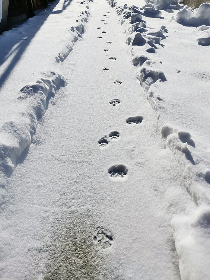 Изображение из альбома «Зима на югах»