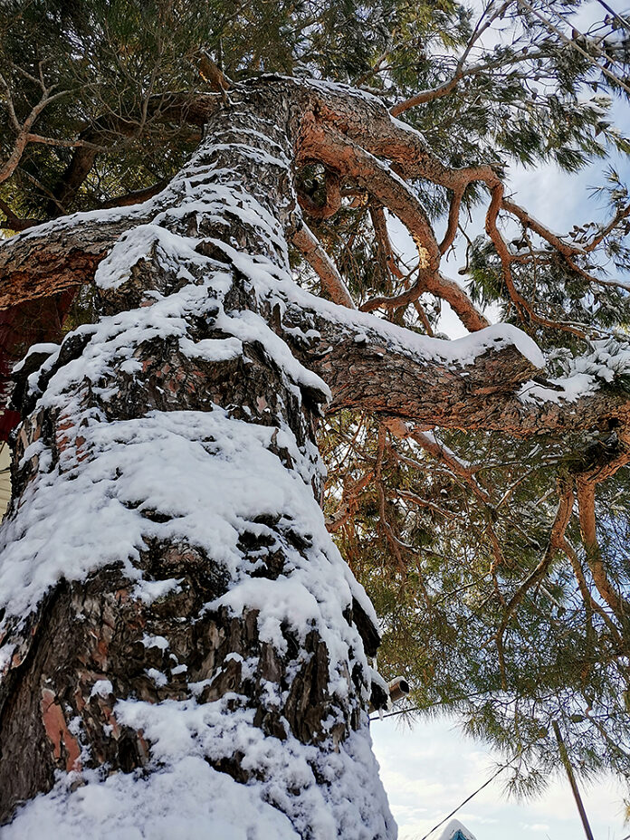 Изображение из альбома «Зима на югах»
