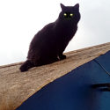 Изображение №1 из альбома «Черный кот Мурза»